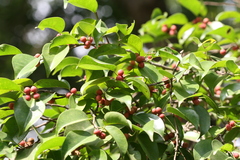 Ficus benjamina